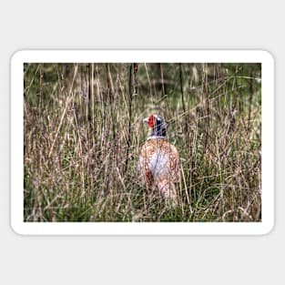 Pheasant in Long Grass Sticker